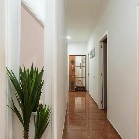 Live Palmas Wind Rose * Las Palmas de Gran Canaria